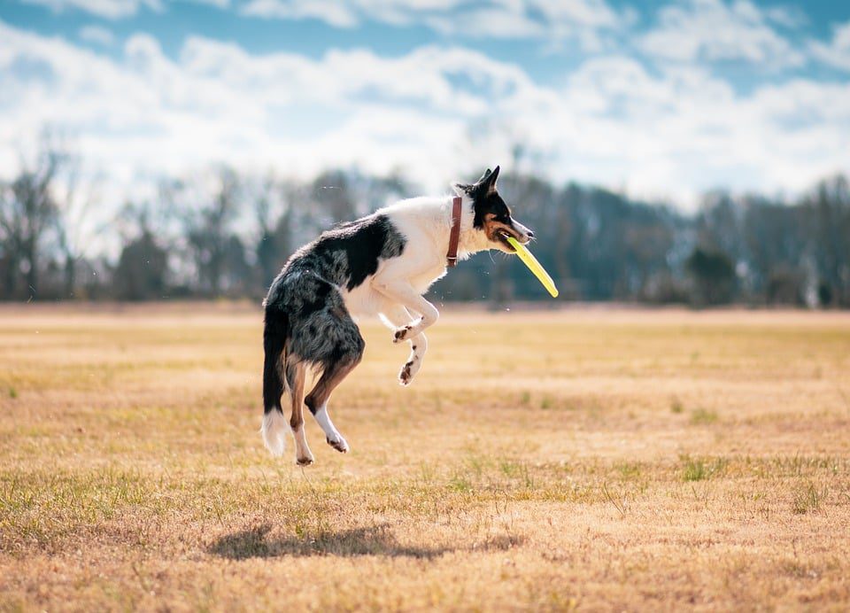 10 Essential Tips for Keeping Your Pets Healthy and Happy