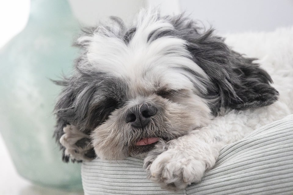Famous Pets: The Stories Behind Instagram’s Most Beloved Animals Famous Pets: The Stories Behind Instagram’s Most Beloved Animals