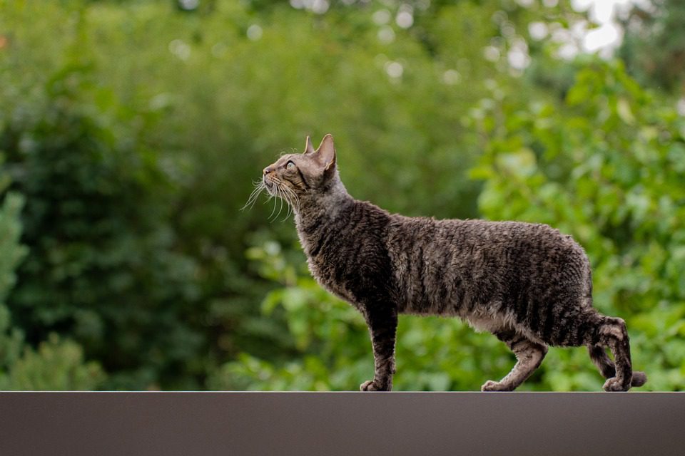 Pet Therapy: How Animals Are Helping Humans Heal