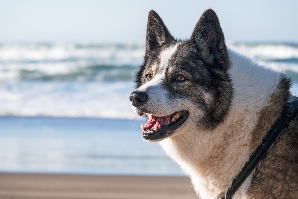 From Fleas to Furballs: Common Pet Health Problems and How to Prevent Them From Fleas to Furballs: Common Pet Health Problems and How to Prevent Them