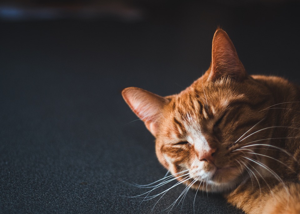 The Importance of Routine Veterinary Care: Why Regular Check-Ups are Vital for Your Pet’s Health The Importance of Routine Veterinary Care: Why Regular Check-Ups are Vital for Your Pet’s Health