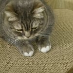 PawHut Cat Scratching Board, 4 Pack Cat Scratcher For Indoor Cats - Image 4